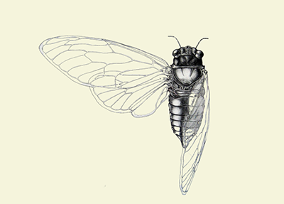 Cicada